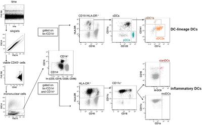 Costimulatory Molecules and Immune Checkpoints Are Differentially Expressed on Different Subsets of Dendritic Cells